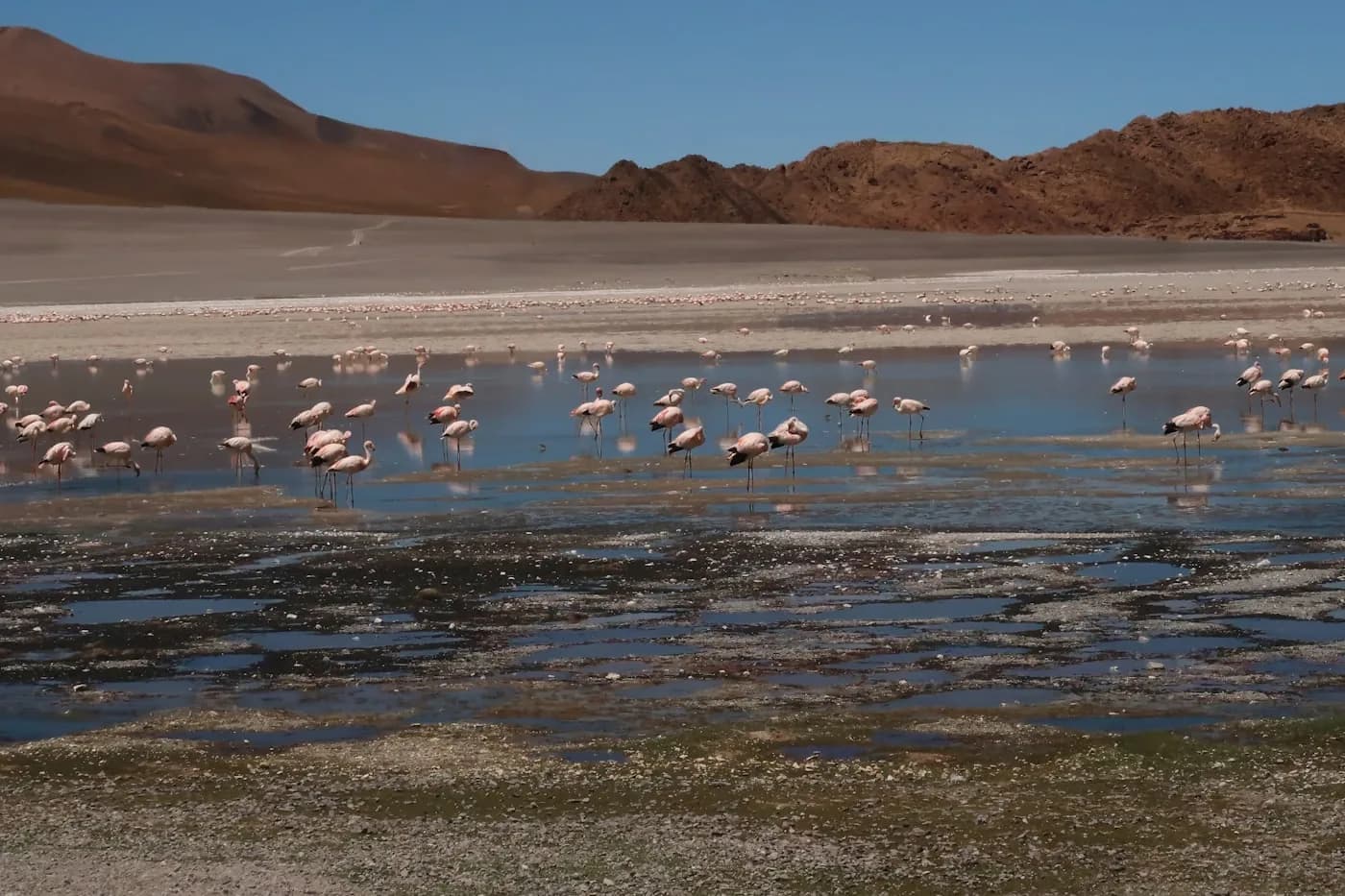 Flamingo's in de zoutpannen van Santa Pola