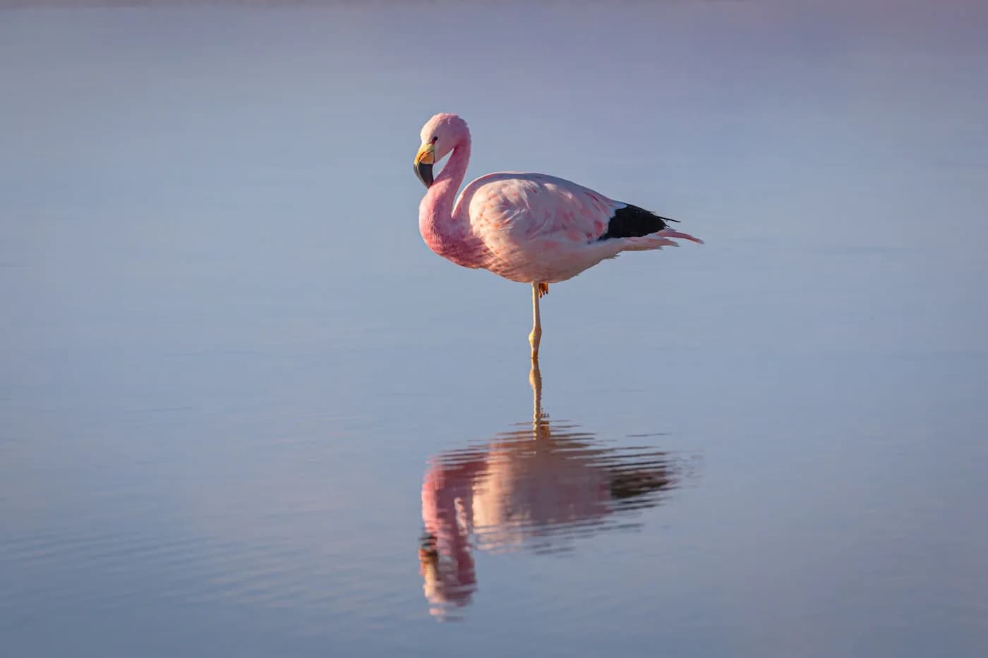 Flamingos in der rosa Lagune